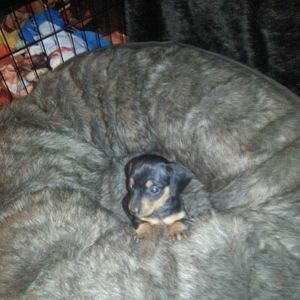 Meet your Posher, Roxanne